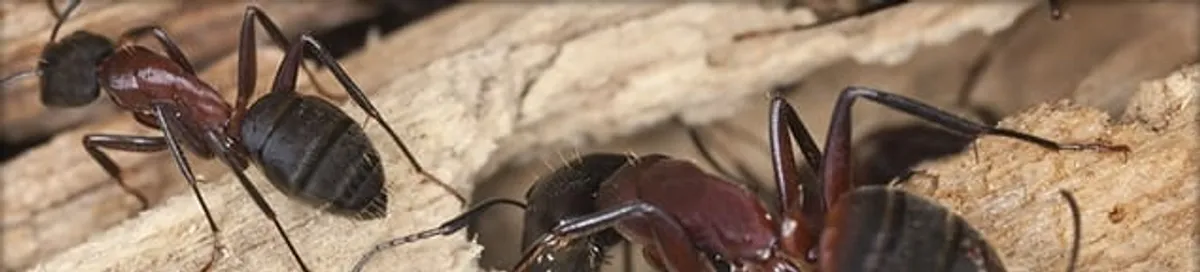 Close-up of ants on wood showing an active ant infestation in Chandler, AZ