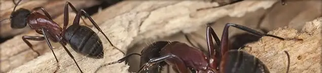 Close-up of ants on wood showing an active ant infestation in Chandler, AZ