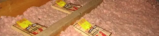 Mouse traps placed in an attic for rodent control in Chandler, AZ