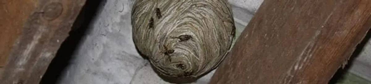 Wasp nest in an attic space, a common home infestation risk in Chandler, AZ
