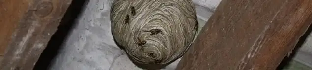 Wasp nest in an attic space, a common home infestation risk in Chandler, AZ