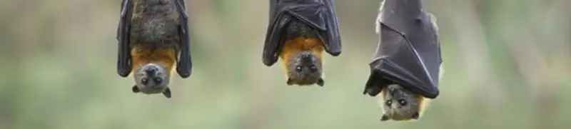 Bats roosting together, a common sign of a bat infestation in Chandler, AZ