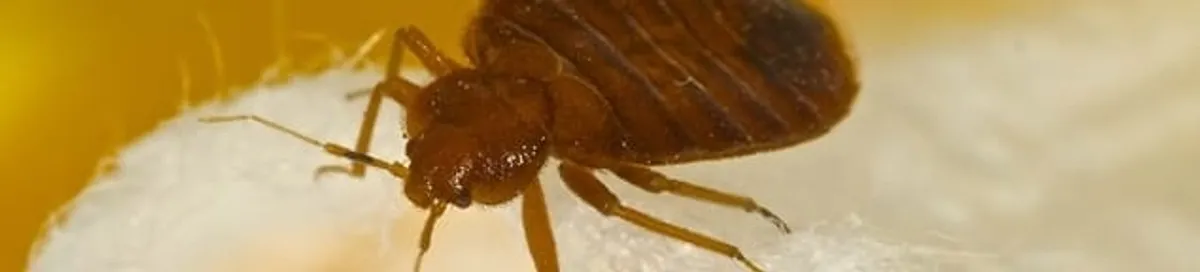 Close-up of a bed bug, a sign of an active infestation in Chandler, AZ