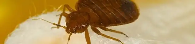 Close-up of a bed bug, a sign of an active infestation in Chandler, AZ