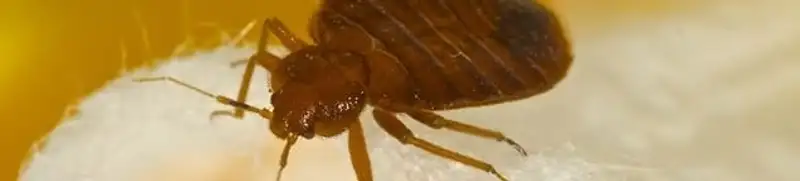 Close-up of a bed bug, a sign of an active infestation in Chandler, AZ