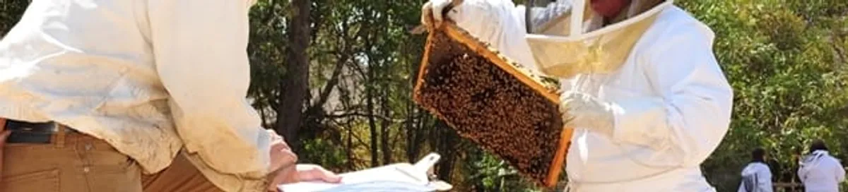 Bee removal specialists relocating a hive and honeycomb safely in Chandler, AZ