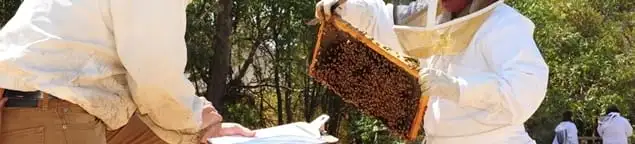 Bee removal specialists relocating a hive and honeycomb safely in Chandler, AZ