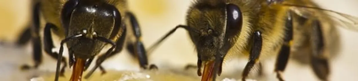 Close-up of honey bees, a sign of a nearby hive in Chandler, AZ
