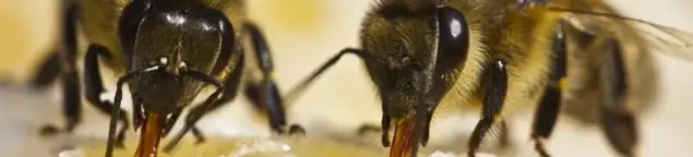 Close-up of honey bees, a sign of a nearby hive in Chandler, AZ
