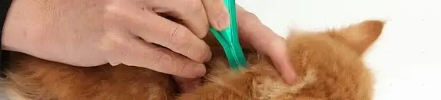 Flea treatment for pets using a flea comb, a sign of flea problems in Chandler, AZ