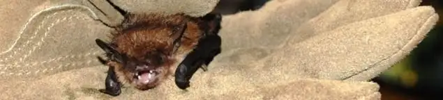 Bat removal specialist holding a bat safely during humane exclusion in Chandler, AZ