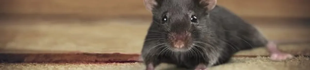Mouse indoors, a common sign of a rodent infestation in Chandler, AZ