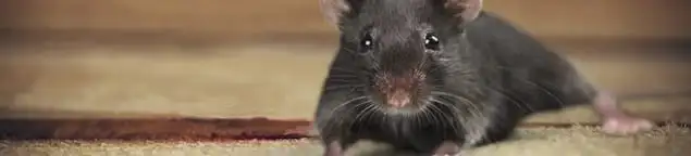 Mouse indoors, a common sign of a rodent infestation in Chandler, AZ