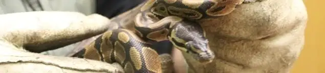 Snake removal specialist safely handling a snake with protective gloves in Chandler, AZ