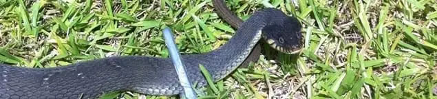 Snake in a yard, a common sign of a snake problem near a home in Chandler, AZ
