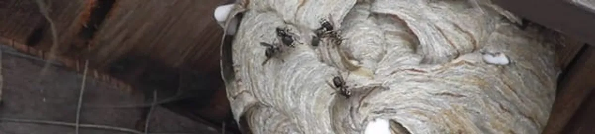 Close-up of a wasp nest with active wasps, a sign of an infestation in Chandler, AZ