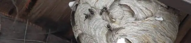 Close-up of a wasp nest with active wasps, a sign of an infestation in Chandler, AZ